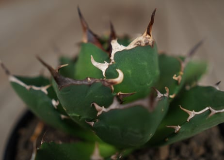 アガベ　チタノタ　FO-76　Agave titanota ”FO-76"