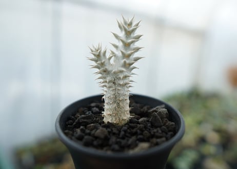 パキポディウム　伊藤ハイブリッド　Pachypodium 'Itoh Hybrid'  No.2