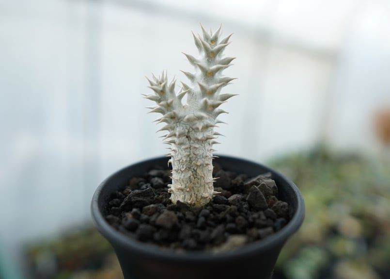 パキポディウム 伊藤ハイブリッド Pachypodium 'Itoh Hybrid' No.