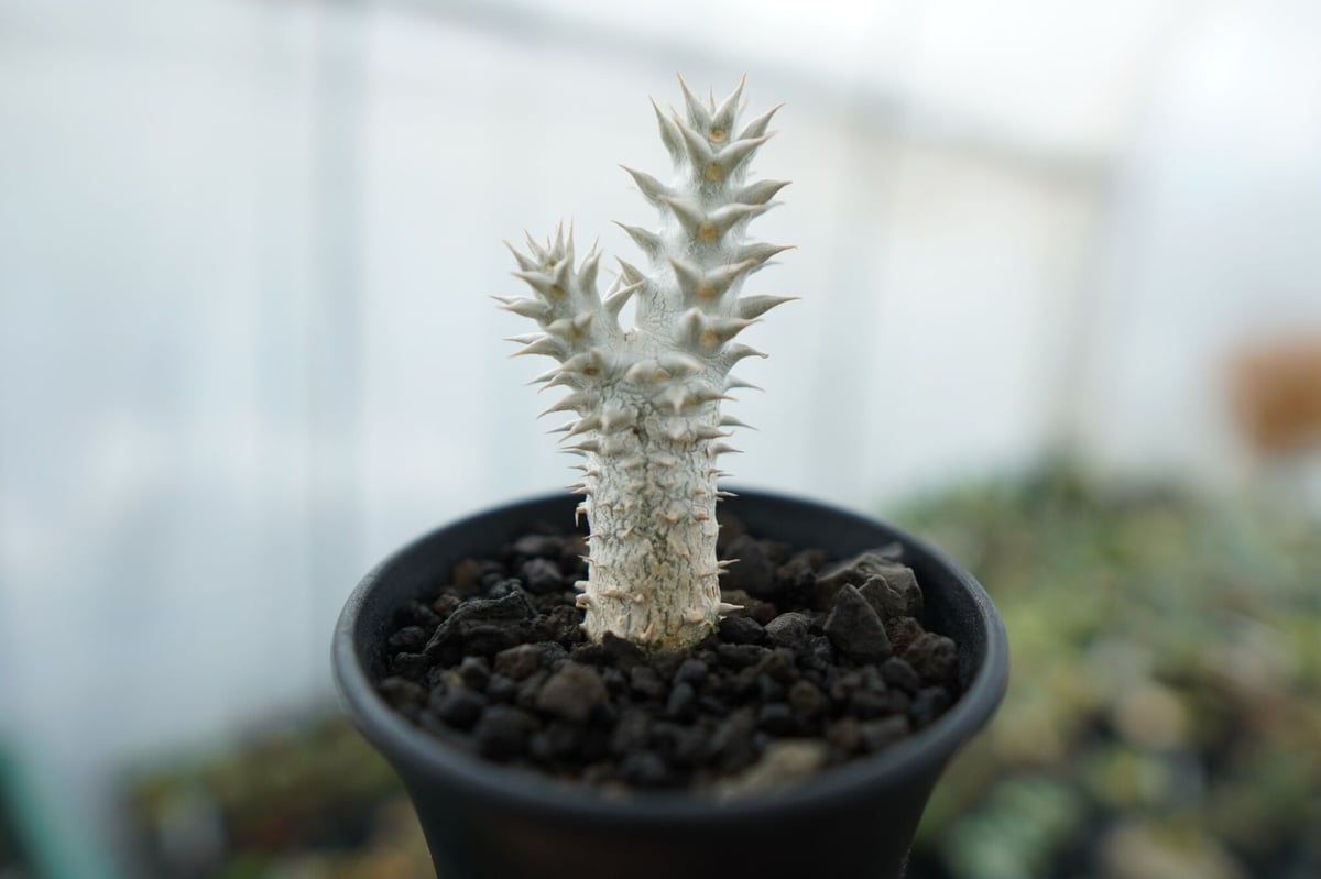 パキポディウム 伊藤ハイブリッド Pachypodium 'Itoh Hybrid' No.
