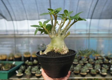 アデニウム　Adenium　No.4