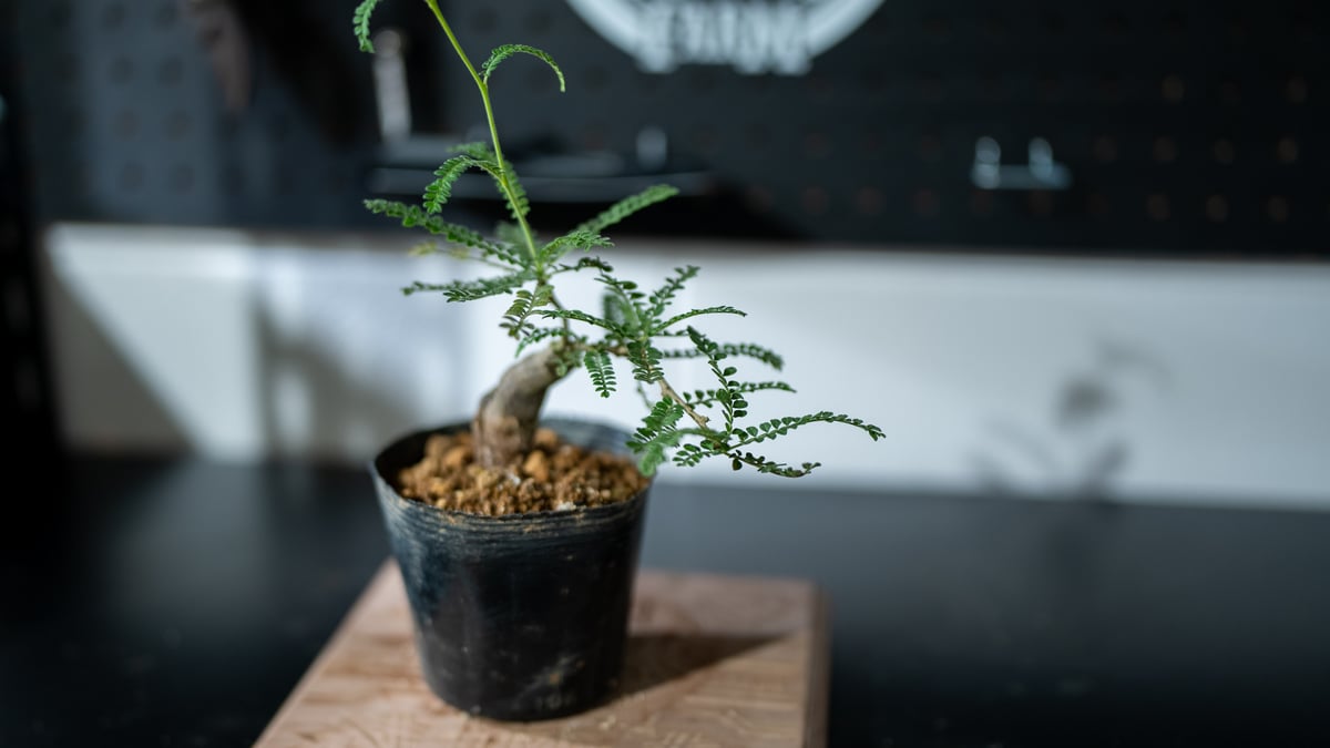 オペルクリカリア　ヒファエノイデス　錦　斑入り　根挿し　パワータンク オペルクリカリア ヒファエノイデス パワータンク | mana's farm