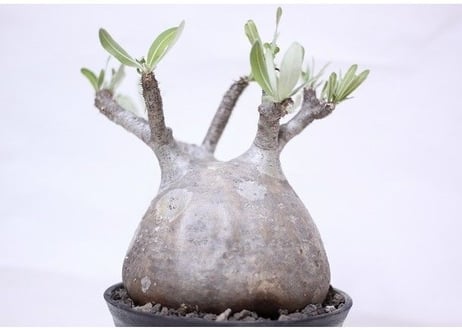 Pachypodium Gracilius パキポディウム  グラキリス  №8　扁平　短枝　超良形