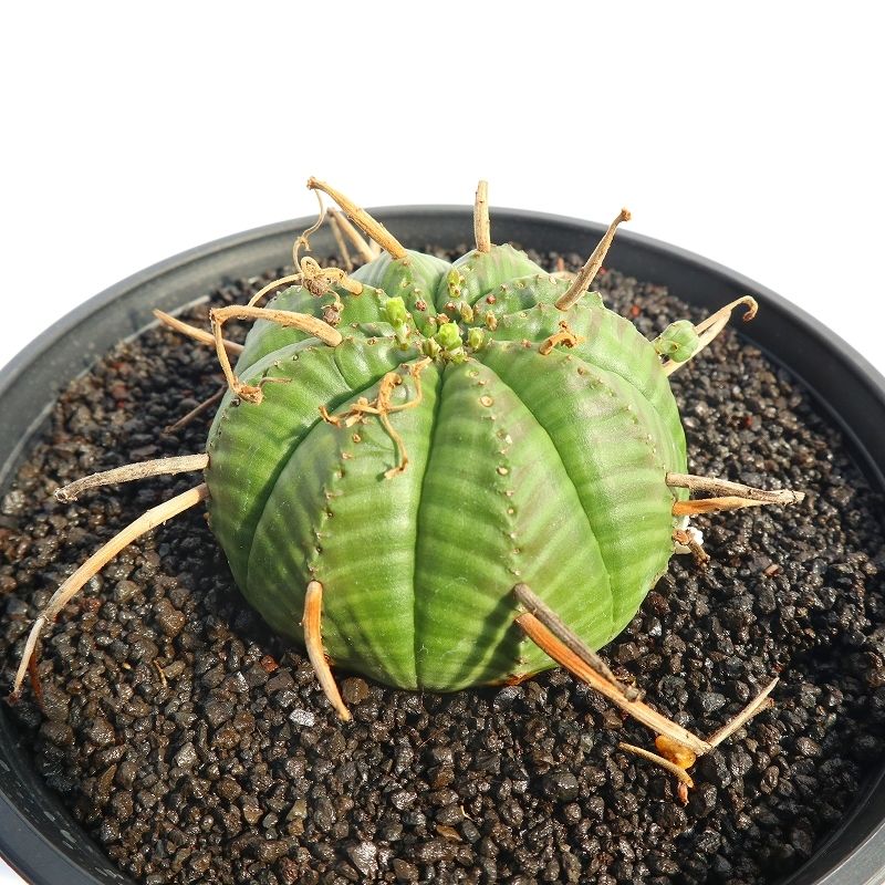 バリダ　子吹きバリダ　雌株　中株　ユーフォルビア バリダ 子吹きバリダ 雌株 中株 ユーフォルビア