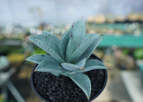 アガベ　ドラゴントゥース　Agave Dagontoes　No.6
