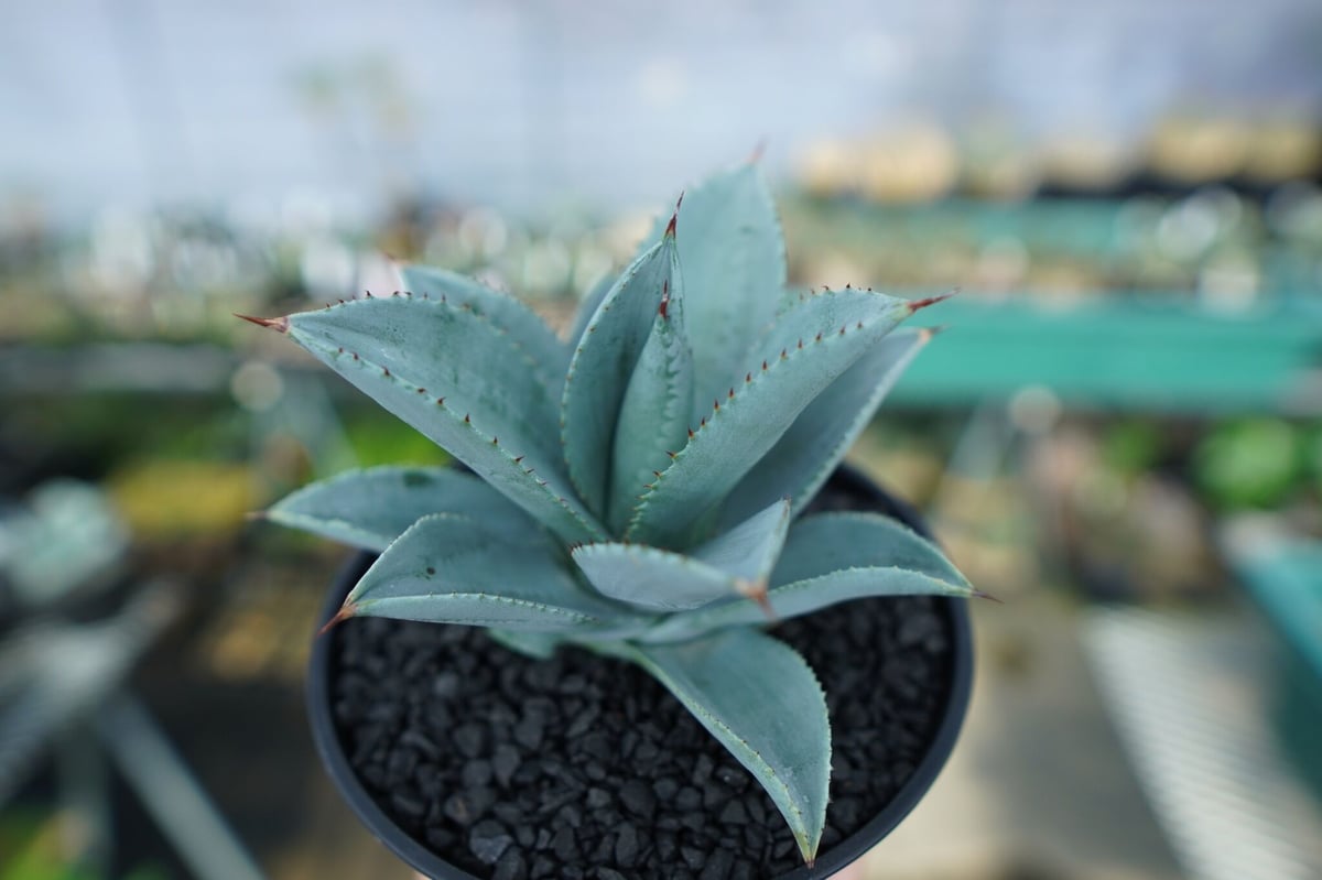 アガベ ドラゴントゥース Agave Dagontoes No.6 | mana's farm