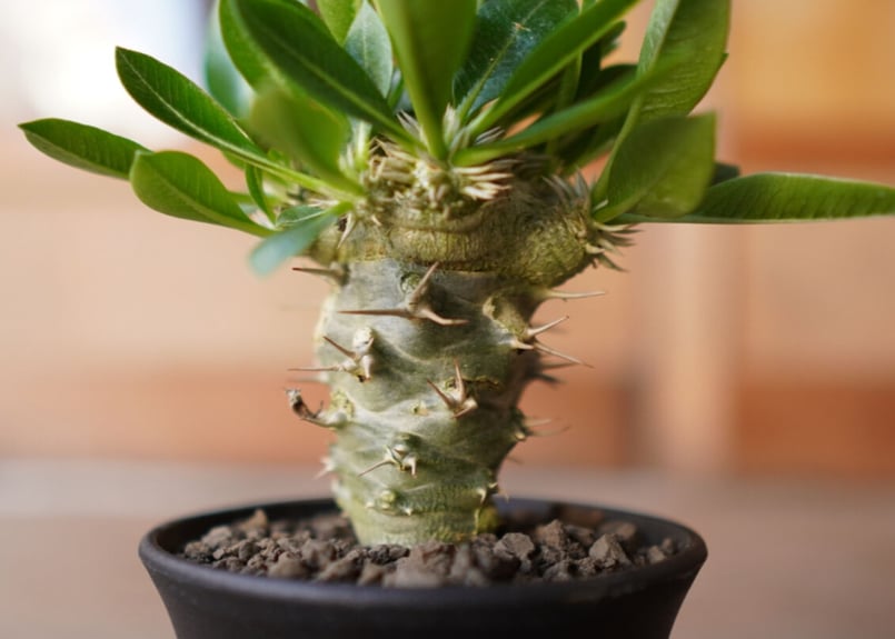 パキポディウム 恵比寿笑い接木 Pachypodium brevicaule | mana's