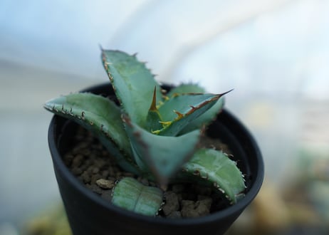 アガベ　チタノタ　ブルー　Agave titanota Blue 　NO.2
