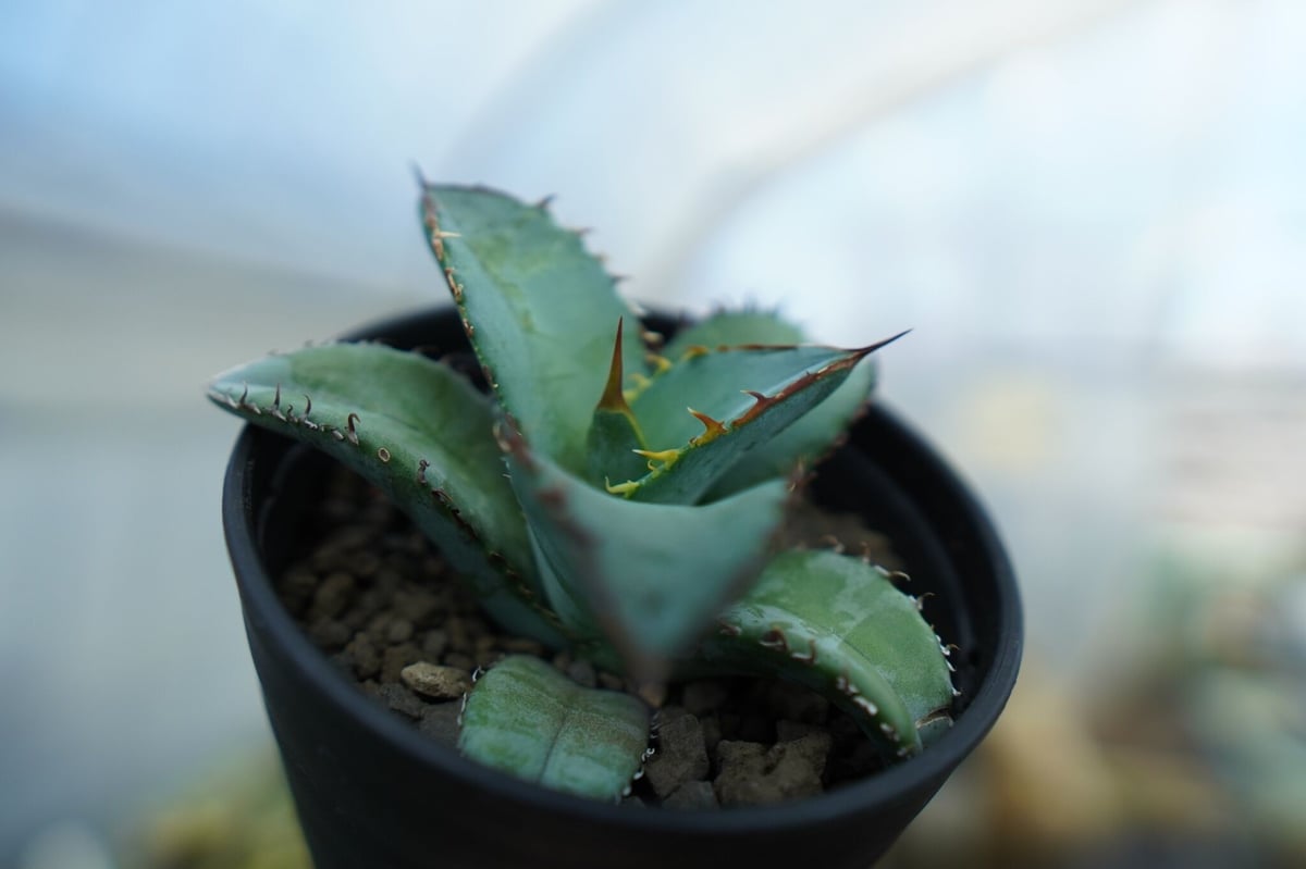 アガベ BLUE アガベ チタノタ ブルー Agave titanota Blue NO.2 | mana's