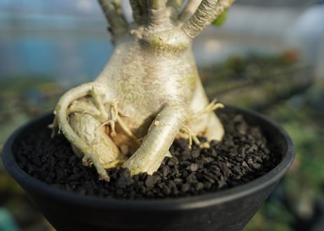 アデニウム　Adenium　No.2
