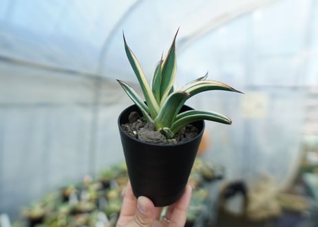 アガベ　ブルーグロー錦　Agave Blue Glow