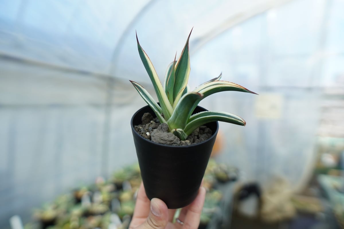 アガベ ブルーグロー錦 Agave Blue Glow | mana's farm:塊根植物・