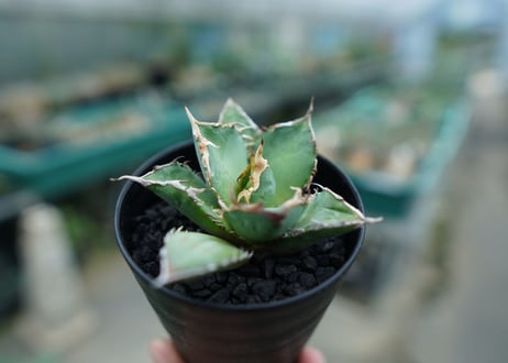アガベ　チタノタ　白鯨　Agave titanota White whale　No.2