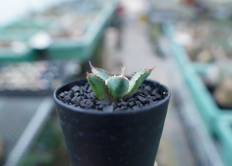 アガベ　チタノタ　FO-76　Agave titanota  FO-76　No.4