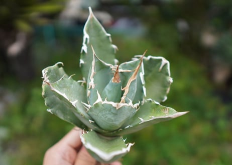 Agave titanota 白鯨 A NO.3