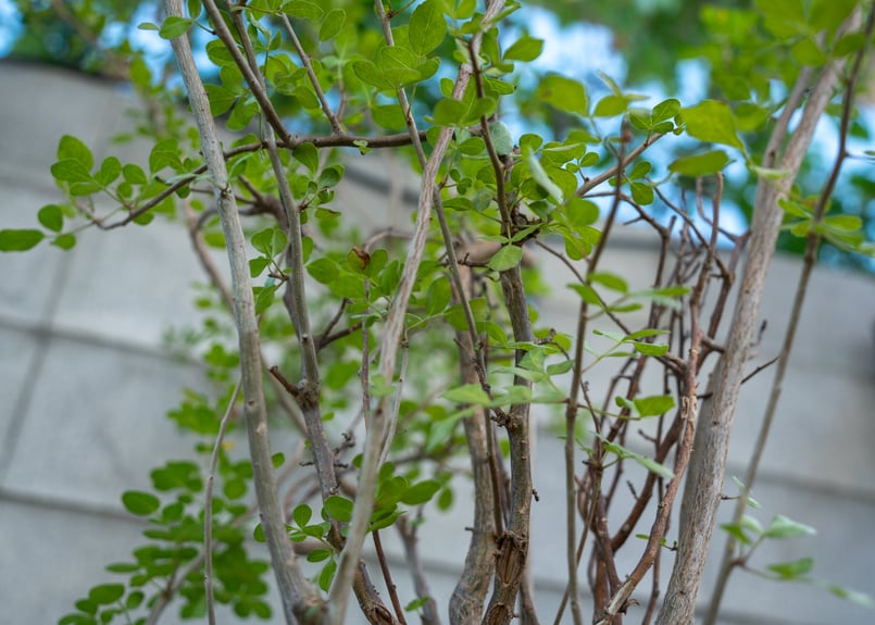 ブルセラ ファガロイデス NO.2 | mana's farm:塊根植物・アガベ