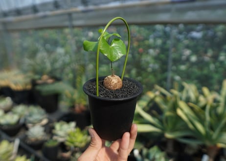 亀甲竜　Dioscorea elephantipes No.9
