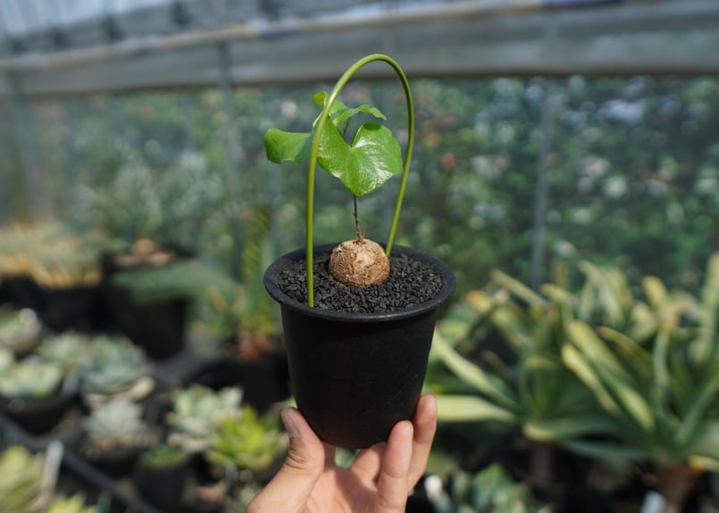 亀甲竜 Dioscorea elephantipes No.9 | mana's farm:塊