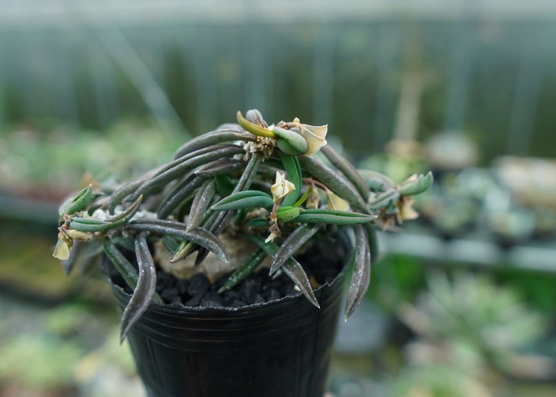 ユーフォルビア キリンドリフォリア Euphorbia cylindrifolia ユーフォルビア キリンドリフォリア Euphorbia cylindrifolia