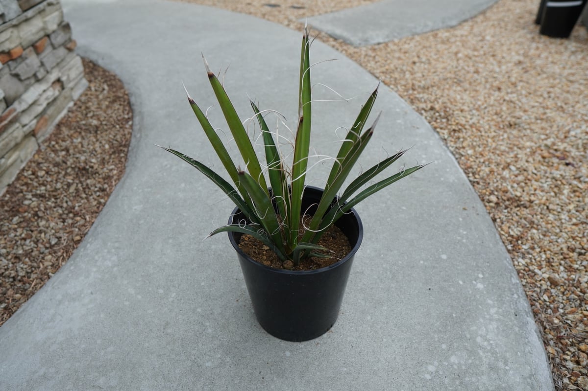 ユッカ カルネロサーナ Yucca carnerosana No.2 | mana's fa
