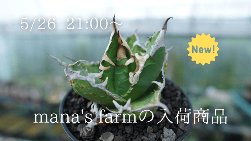 超希少種から普及種まで様々なアガベをアップします。 | mana's farm