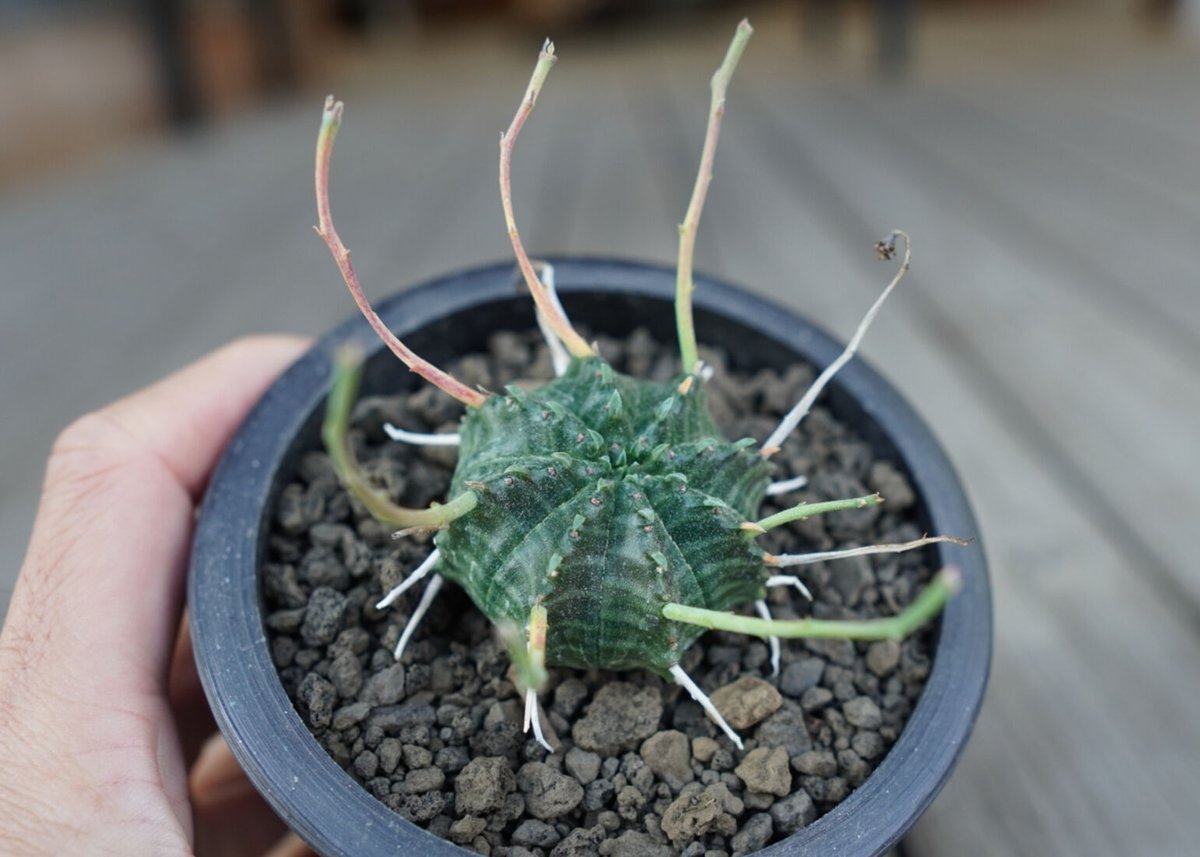 ユーフォルビア バリダ Euphorbia valida NO.2 | mana's farm