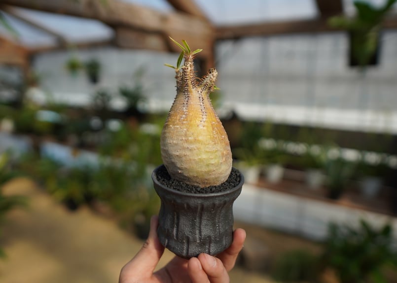 御手洗 豊次です パキポディウム・グラキリス パキポディウム グラキリス | mana's farm:塊根植物・アガベ・ドライ