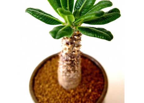Pachypodium Tackyi　パキポディウム　タッキー