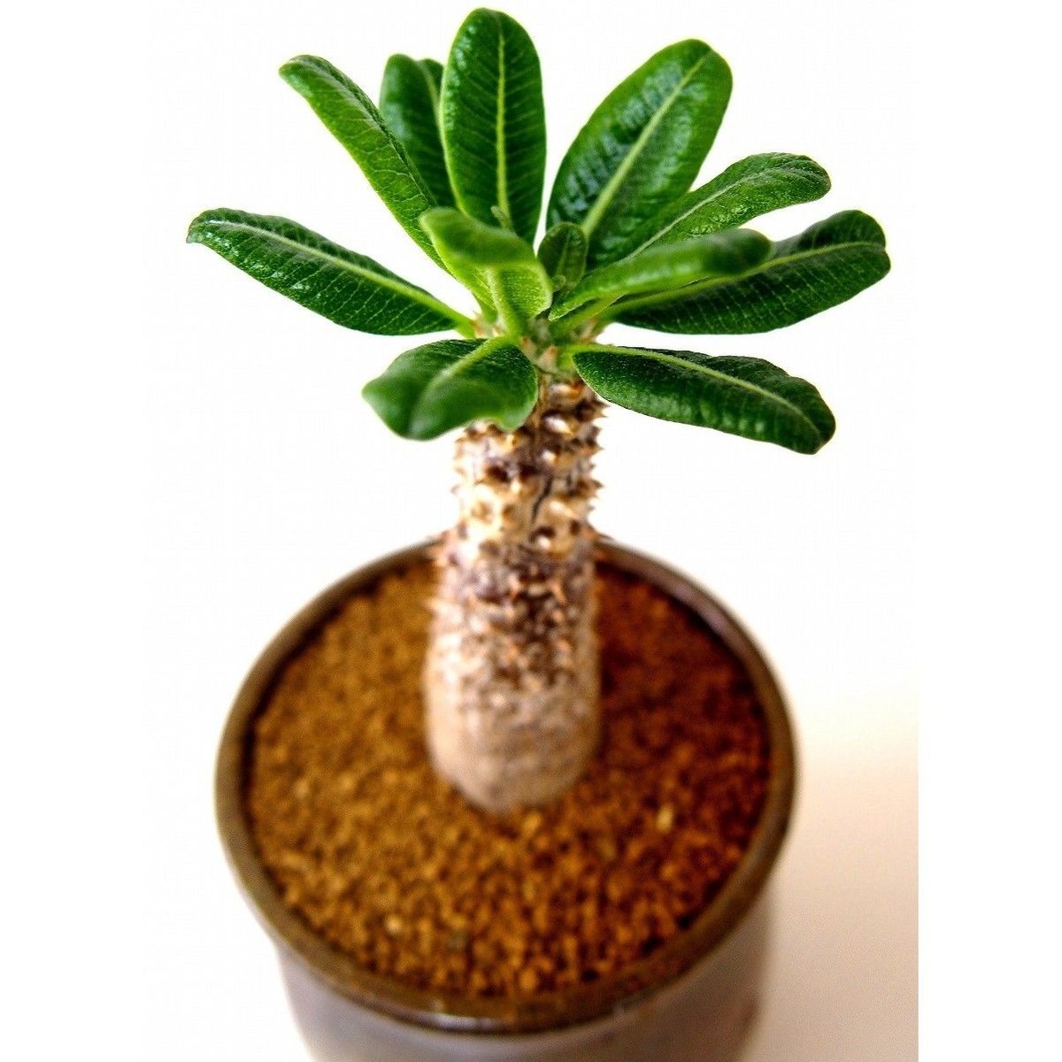 Pachypodium Tackyi パキポディウム タッキー | mana's farm:塊