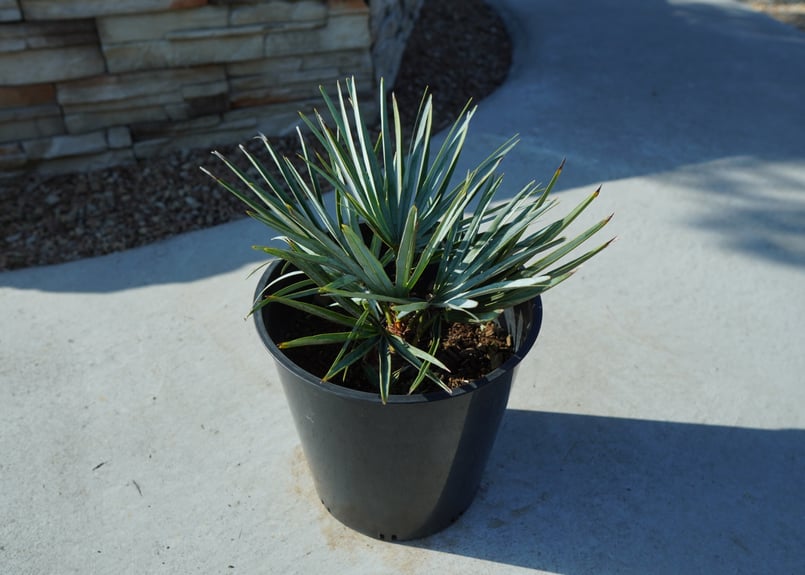 チャメロプス • セリフェラ 【樹高:約63㎝】Feb25 チャメロプス セリフェラ Chamaerops humilis var. Cerifera