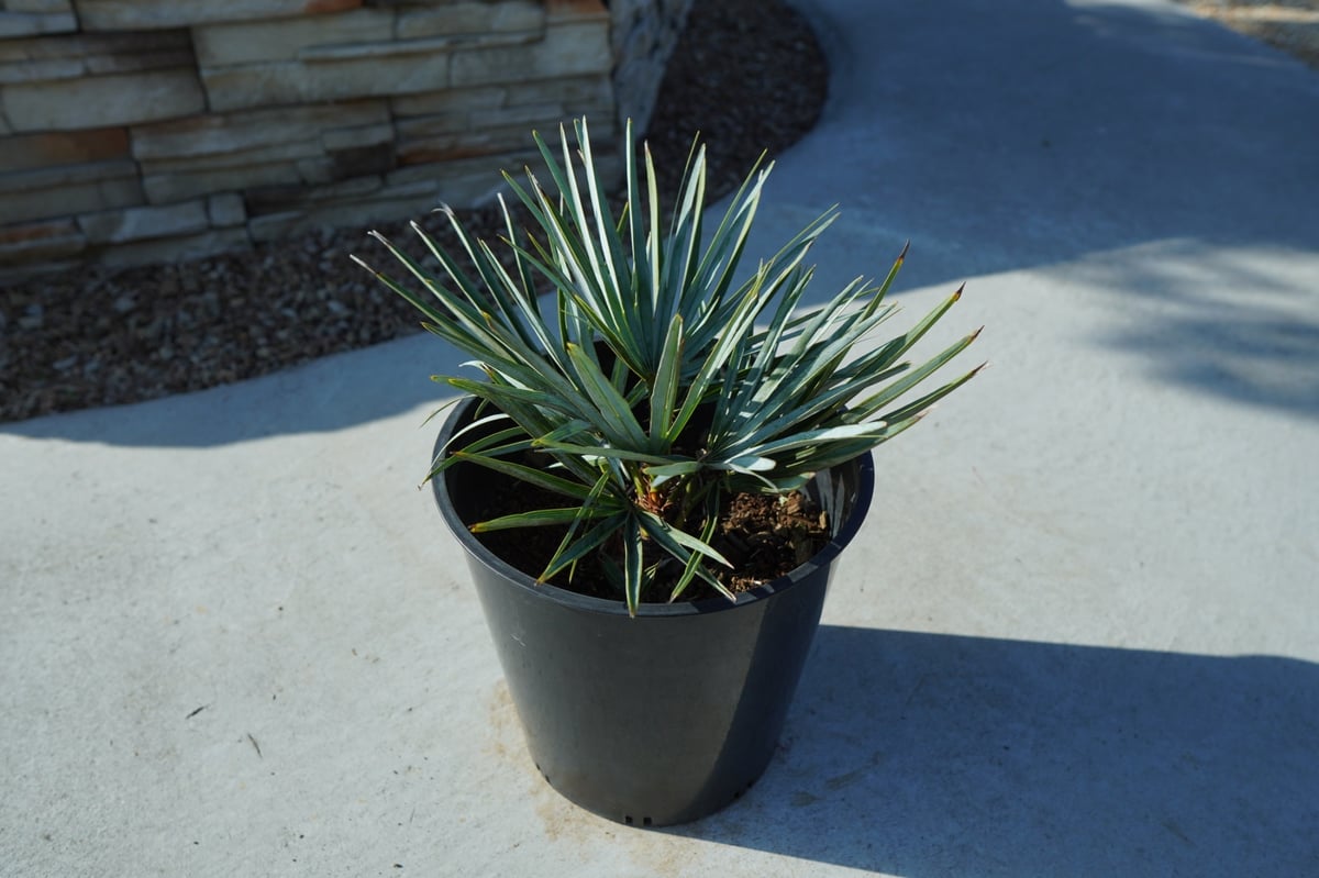 チャメロプス セリフェラ Chamaerops humilis var. Cerifera