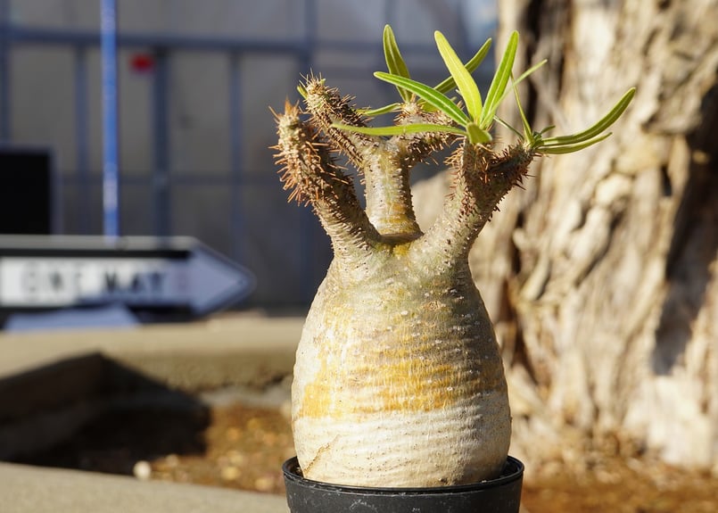 パキポディウム グラキリス No.1 | mana's farm:塊根植物・アガベ