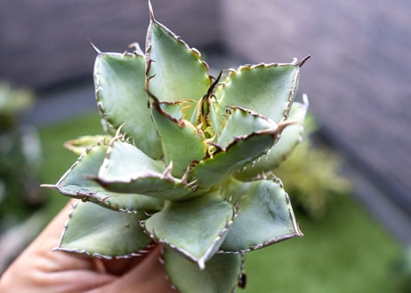 Agave titanota Flligree NO.1