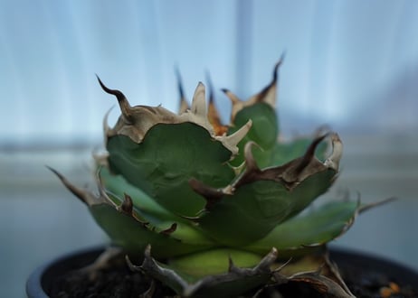 MH01　Titanota Hades