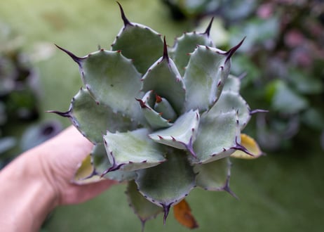 potatorum x macroacantha mini  NO.4