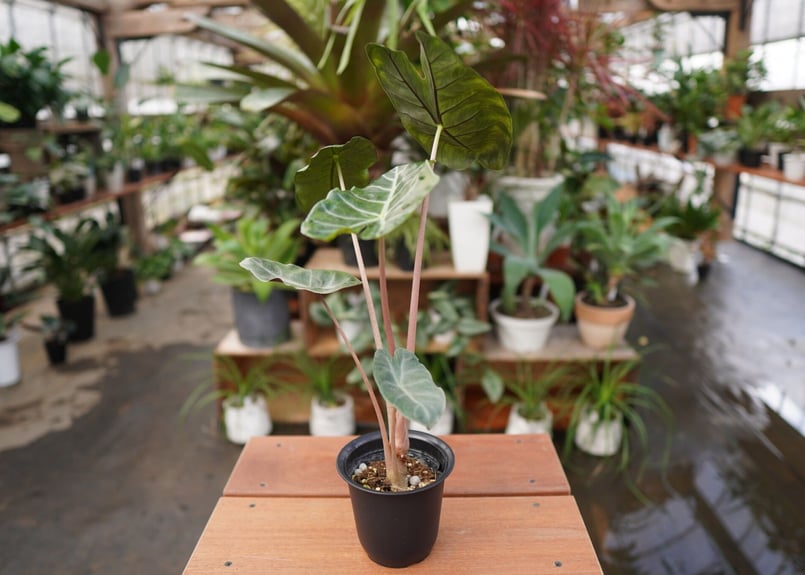 アロカシア ピンクドラゴン | mana's green:塊根植物販売|マナズ アロカシア ピンクドラゴン | mana's green:塊根植物販売|マナズ
