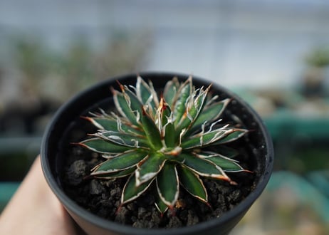 アガベ　フィリフェラ　シディゲラ　agave filifera ssp. schidigera 　No.2