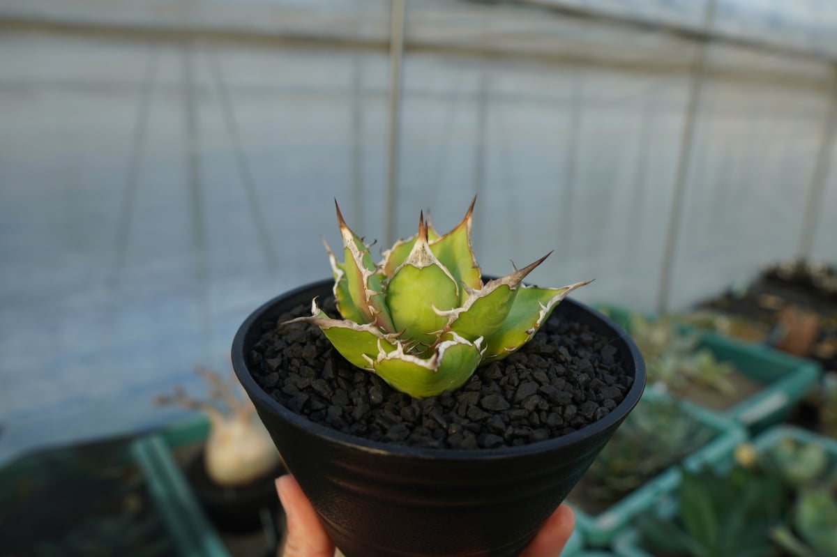 アガベ チタノタ Agave titanota No.4 | mana's farm:塊根植物