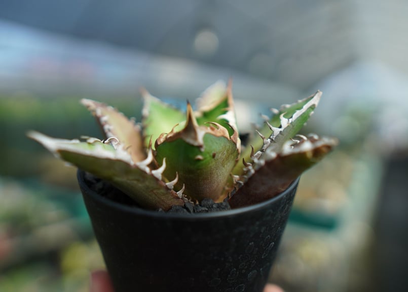 アガベ チタノタ レッドキャットウィーズル Agave titanota Red