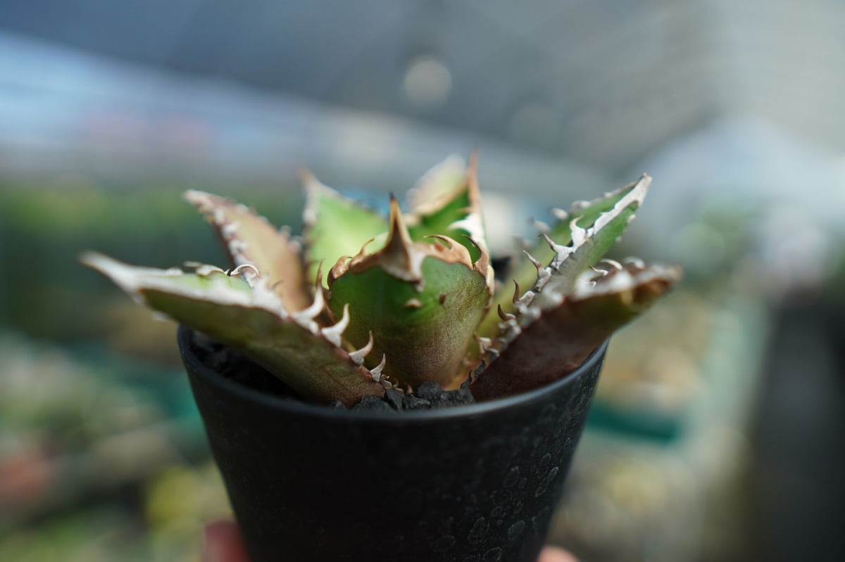 アガベ チタノタ レッドキャットウィーズル Agave titanota Red catwee