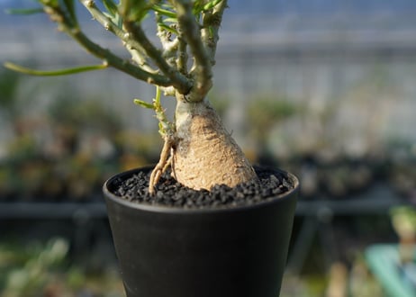 パキポディウム　ビスピノーサム　Pachypodium bispinosum No.1