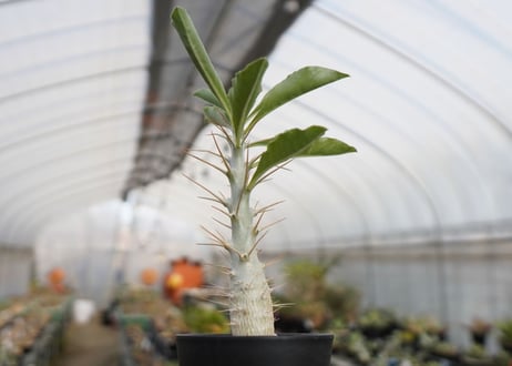 パキポディウム　サンデルシー　Pachypodeium saundersii