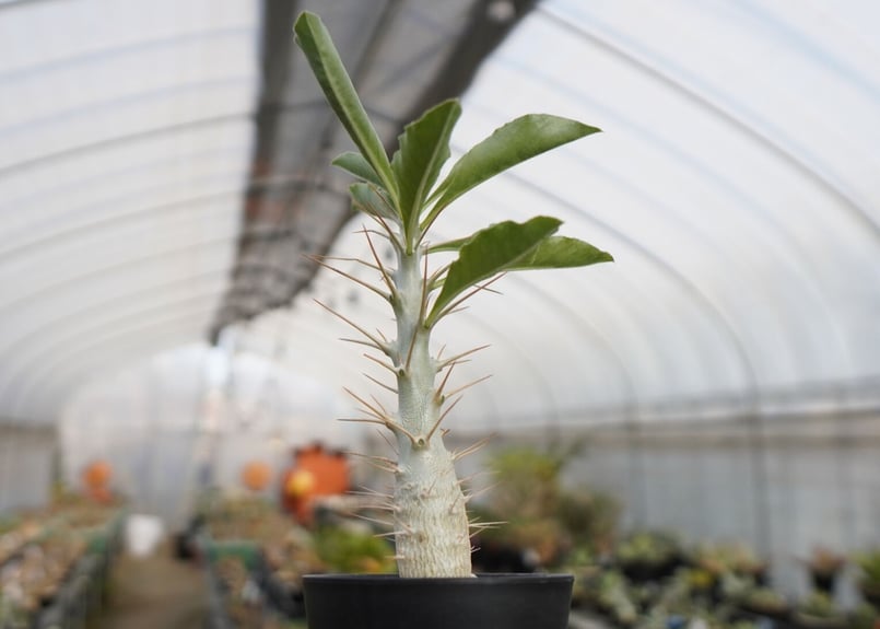 パキポディウム サンデルシー Pachypodeium saundersii | mana's