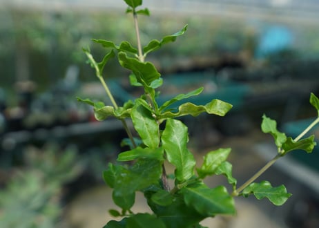 フォッケア　エデュリス　”火星人”　Fockea edulis  No.3
