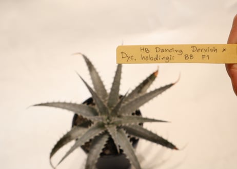 Dyckia Dancing Dervish X hebdingii BB F1