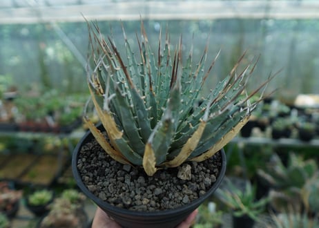 アガベ　ユタエンシス　Agave uthaensis　No.7