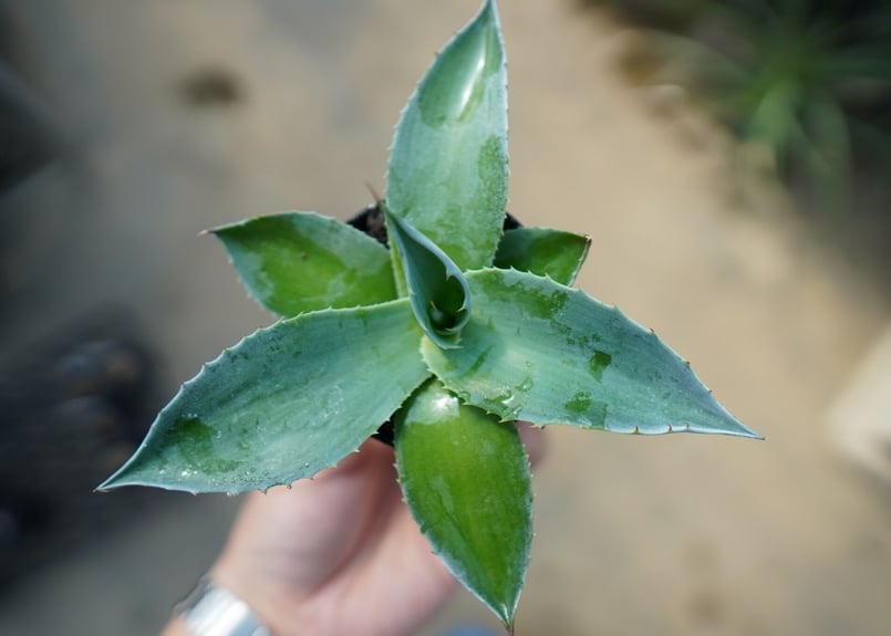 アガベ オバティフォリア Agave ovatifolia No.5 | mana's far