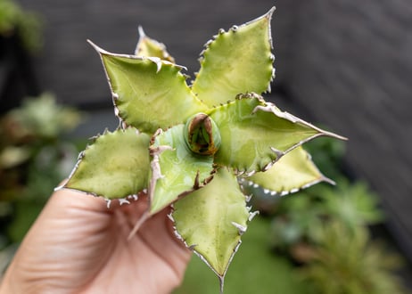 Agave Sowing seeds NO.2