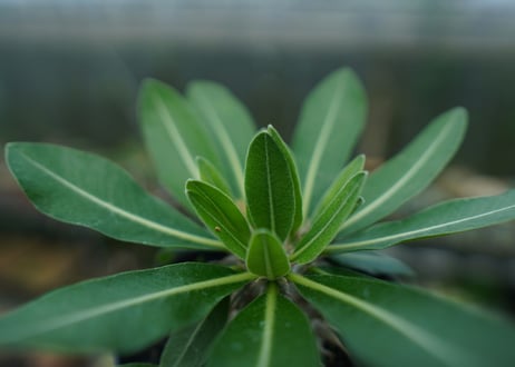 パキポディウム　恵比寿大黒　Pachypodium Densicaule　No.8
