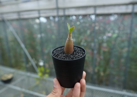 アデニウム　Adenium  No.7